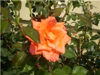 caf3eb86-Picture 6114.jpg